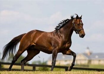 Kondisi PPN Kuda Kavaleri Tak Dapat Fasilitas Negara