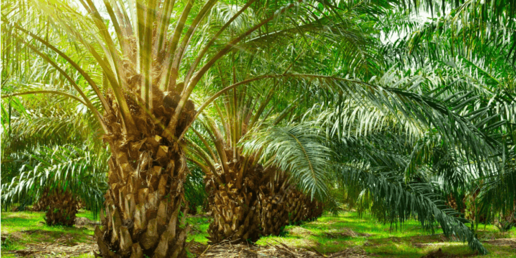 Bongkar Modus Underinvoicing Sawit, DJP Pastikan Penindakan Tanpa Tebang Pilih