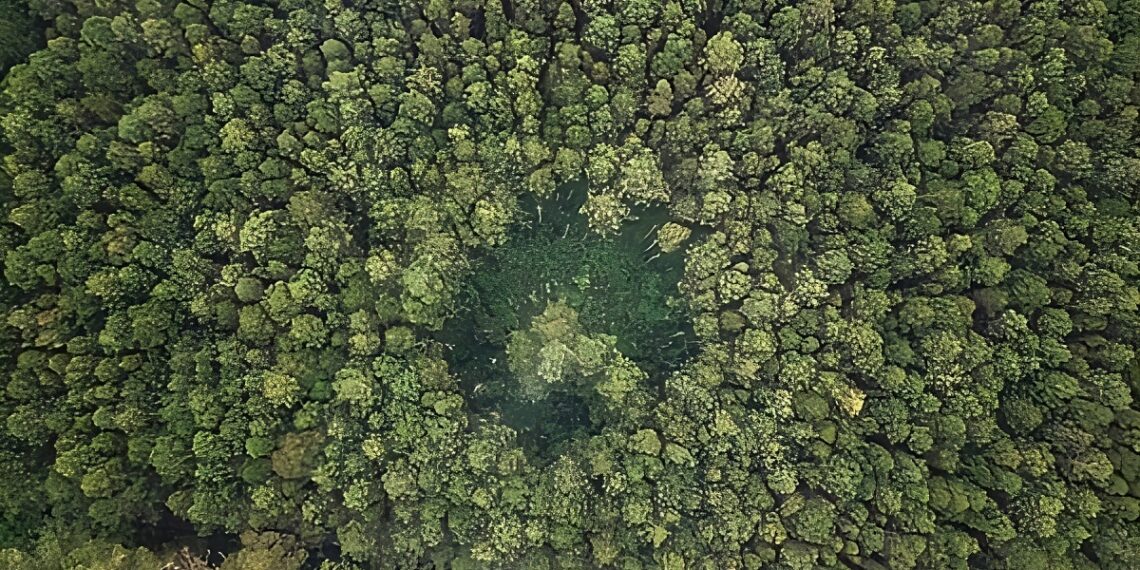 Tahukah Anda? Hutan Lindung dan Taman Nasional Tidak Kena PBB!