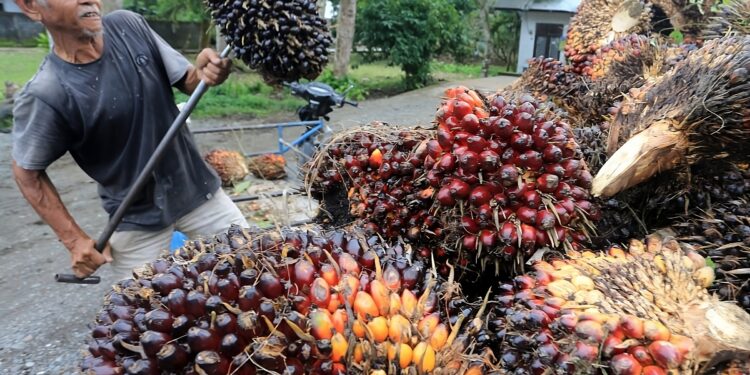 DJP Bongkar Modus Under-Invoicing Ekspor Sawit, Potensi Rugikan Negara Rp140 Miliar