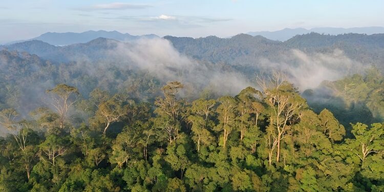 Satgas PKH Tagih Denda Rp2,34 Triliun dari Pelanggaran Kawasan Hutan