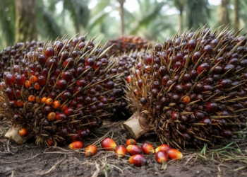 Batas Waktu Habis! RI Ultimatum Uni Eropa Segera Patuhi Putusan WTO Soal Minyak Sawit