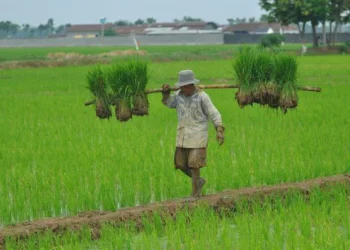 PPN Besaran Tertentu, Jalan Tengah Pajak yang Lebih Ramah bagi Petani, Apakah Benar?