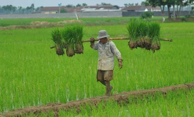 PPN Besaran Tertentu, Jalan Tengah Pajak yang Lebih Ramah bagi Petani, Apakah Benar?