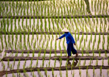 Lahan Pertanian Seluas 5.000 Meter Persegi Bebas dari Pungutan PBB