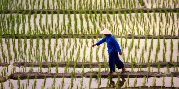 Lahan Pertanian Seluas 5.000 Meter Persegi Bebas dari Pungutan PBB