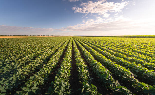 Cegah Alih Fungsi Lahan, Daerah Ini Bebaskan PBB-P2 untuk Sawah