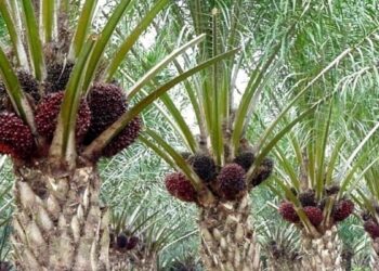 DJP Periksa Pajak Industri Sawit, Potensi Rp1,1 Triliun